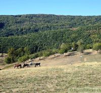 Hills with a pasture and horses in Záhrady near Krupina under a cloudless sky.