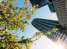 A view from below of the towers and leaves with red berries on Pribinova in Bratislava.