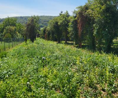 Sale Land – for living, Land – for living, Neusiedl am See, Austria