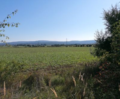 Sale Agrarian and forest land, Agrarian and forest land, Malacky, Slov