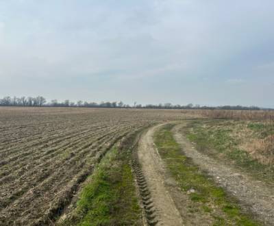 Sale Agrarian and forest land, Agrarian and forest land, Domky, Senec,