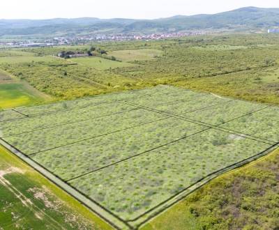 Sale Land – for living, Land – for living, Dolná, Pezinok, Slovakia