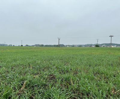 Sale Land – for living, Land – for living, Malá Iža, Komárno, Slovakia