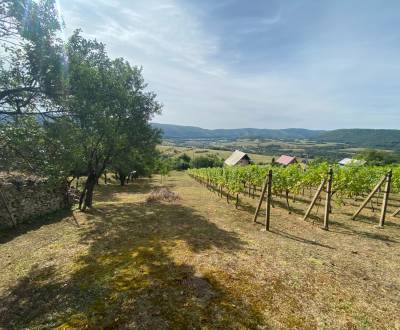 FOR SALE Beautiful vineyard with a cottage, Hrušov, Slovakia
