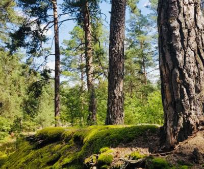 Sale Agrarian and forest land, Agrarian and forest land, Púchov, Slova