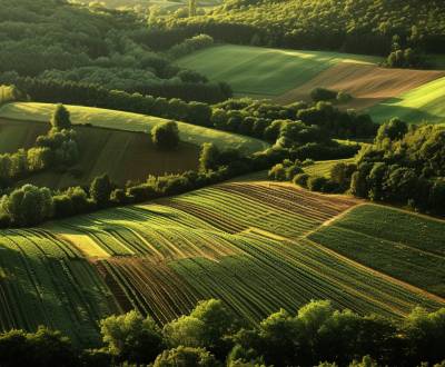 Sale Agrarian and forest land, Agrarian and forest land, Turany, Marti