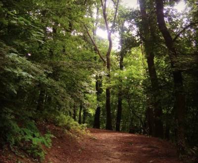 Sale Family house, Family house, Topoľová, Bratislava - Staré Mesto, S