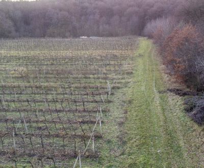 Sale Agrarian and forest land, Agrarian and forest land, Novosadská, P