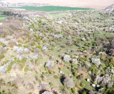 Sale Agrarian and forest land, Agrarian and forest land, Nitra, Slovak