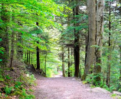 Sale Agrarian and forest land, Agrarian and forest land, Michalovce, S