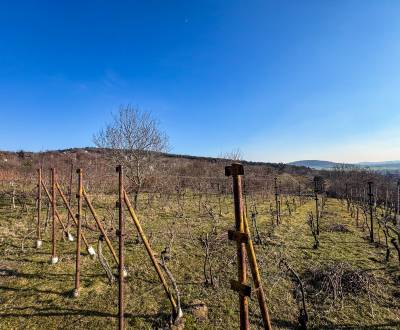 Sale Vineyards, Vineyards, Ambrova, Nitra, Slovakia