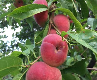Sale Gardens, Gardens, Nitra, Slovakia