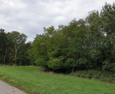 Sale Agrarian and forest land, Agrarian and forest land, Trnava, Slova