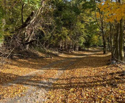 Sale Land – for living, Land – for living, Borinka, Malacky, Slovakia