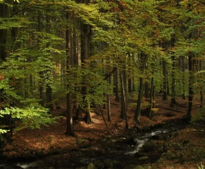Sale Agrarian and forest land, Liptovský Mikuláš, Slovakia
