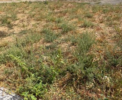 Sale Land – for living, Land – for living, Lipová, Michalovce, Slovaki