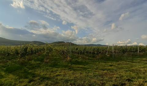 Vineyards, Sale, Pezinok, Slovakia