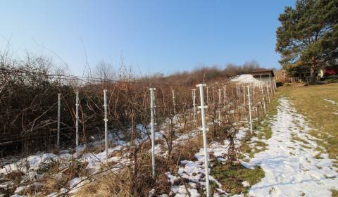 Sale Vineyards, Vineyards, Zlaté Moravce, Slovakia