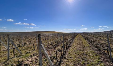 Sale Vineyards, Vineyards, Veľký Krtíš, Slovakia