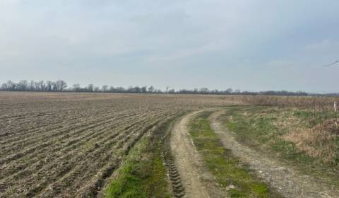 Sale Agrarian and forest land, Agrarian and forest land, Domky, Senec,