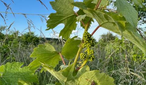 BA/RAČA - Investment or wine growing? Vineyard for sale