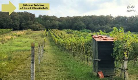 Sale Vineyards, Vineyards, Trebišov, Slovakia