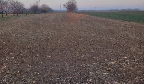 Sale Agrarian and forest land, Agrarian and forest land, Košúty, Galan