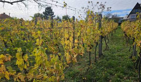 Sale Vineyards, Vineyards, Nitra, Slovakia
