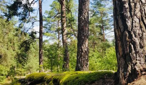 Sale Agrarian and forest land, Agrarian and forest land, Púchov, Slova