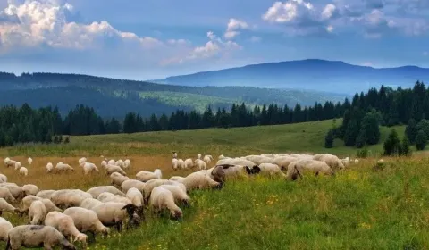 Sale Agrarian and forest land, Agrarian and forest land, Lučenec, Slov