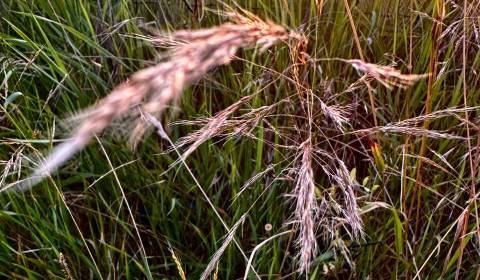 Sale Agrarian and forest land, Agrarian and forest land, Michalovce, S