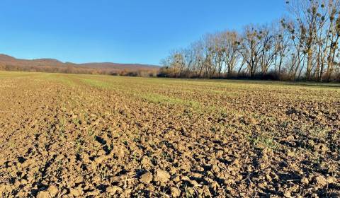 Sale Agrarian and forest land, Agrarian and forest land, Michalovce, S