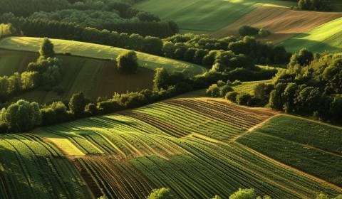 Sale Agrarian and forest land, Agrarian and forest land, Turany, Marti