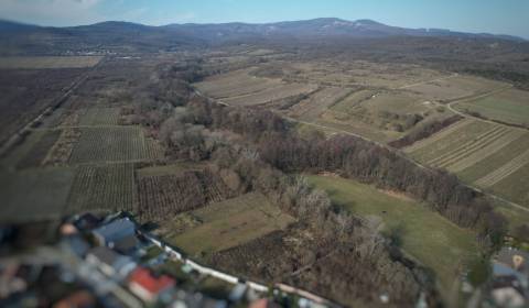Sale Vineyards, Vineyards, Pezinok, Slovakia