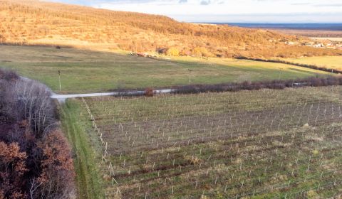 Sale Agrarian and forest land, Agrarian and forest land, Novosadská, P