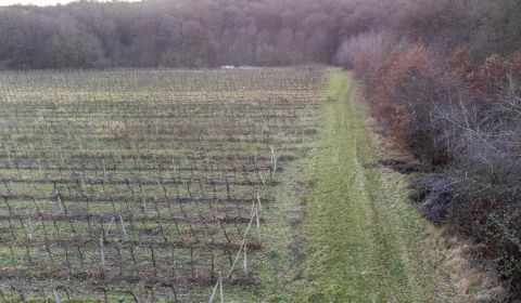 Sale Agrarian and forest land, Agrarian and forest land, Novosadská, P