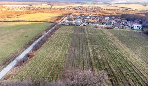 Sale Agrarian and forest land, Agrarian and forest land, Novosadská, P