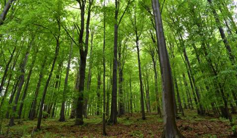 Sale Agrarian and forest land, Agrarian and forest land, Prievidza, Sl