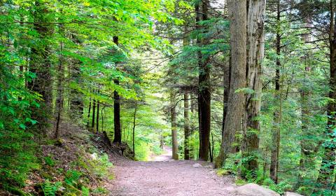 Sale Agrarian and forest land, Agrarian and forest land, Michalovce, S