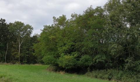 Sale Agrarian and forest land, Agrarian and forest land, Trnava, Slova