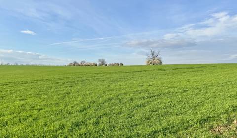 Sale Agrarian and forest land, Agrarian and forest land, Michalovce, S