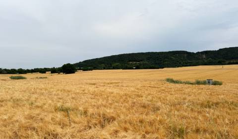 Sale Agrarian and forest land, Agrarian and forest land, Malacky, Slov