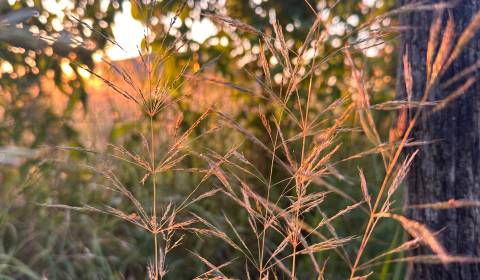 Sale Agrarian and forest land, Agrarian and forest land, Bánovce nad B