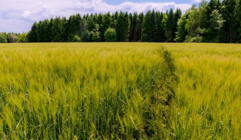 Sale Agrarian and forest land, Agrarian and forest land, Humenné, Slov