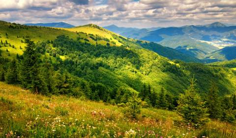 Sale Agrarian and forest land, Agrarian and forest land, Medzilaborce,