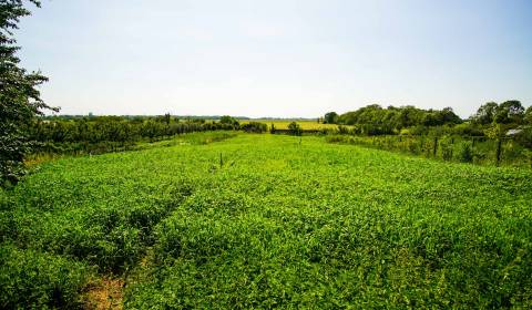 Sale Land – for living, Land – for living, Mostná, Nové Zámky, Slovaki