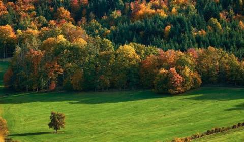 Sale Agrarian and forest land, Agrarian and forest land, Krupina, Slov