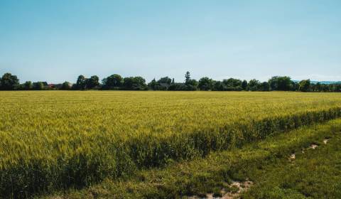 Sale Agrarian and forest land, Agrarian and forest land, Medzilaborce,