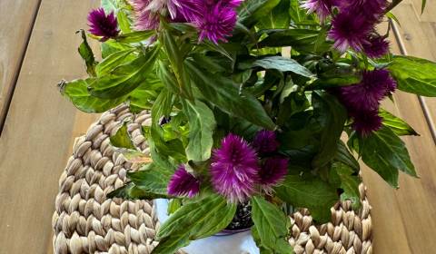 Sale Family house, Family house, Dolné Orešany, Trnava, Slovakia