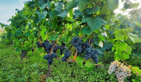 Sale Cottage, Cottage, Levice, Slovakia